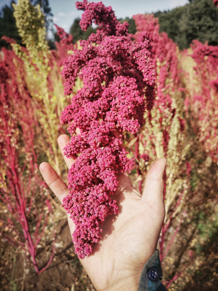 IMG_20200319_164819-01