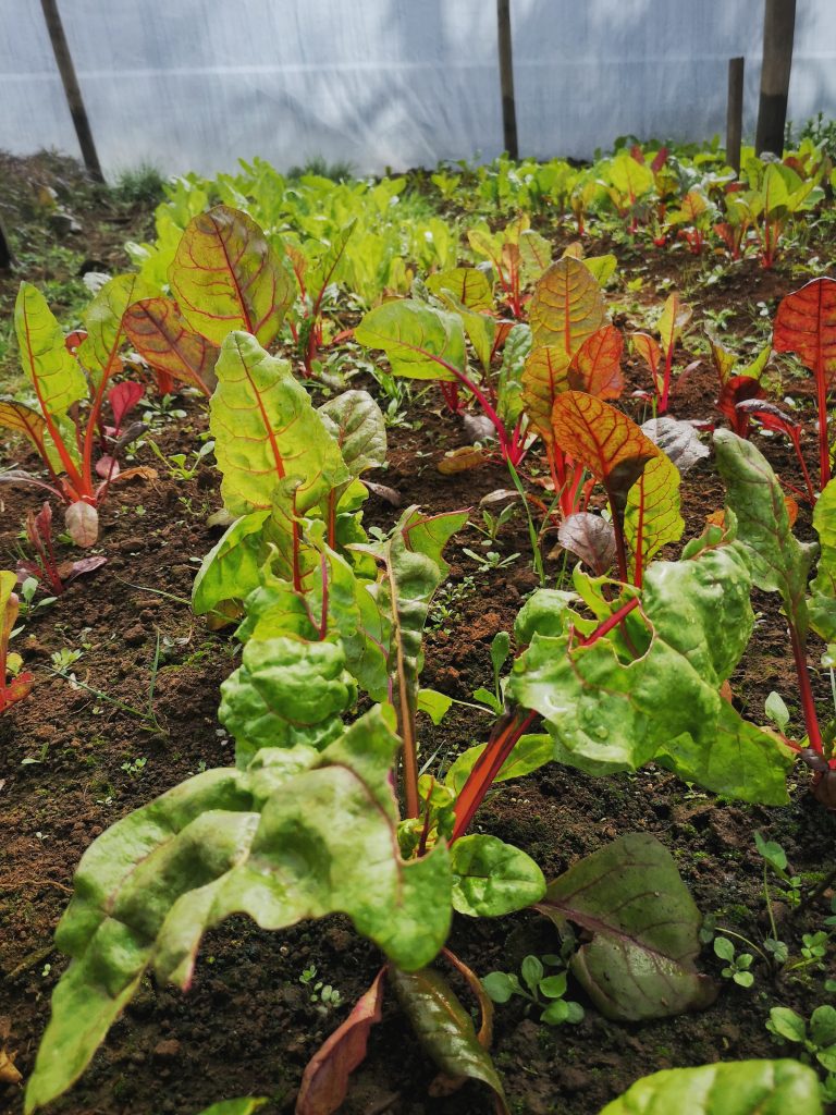 IMG_20200911_125543-01